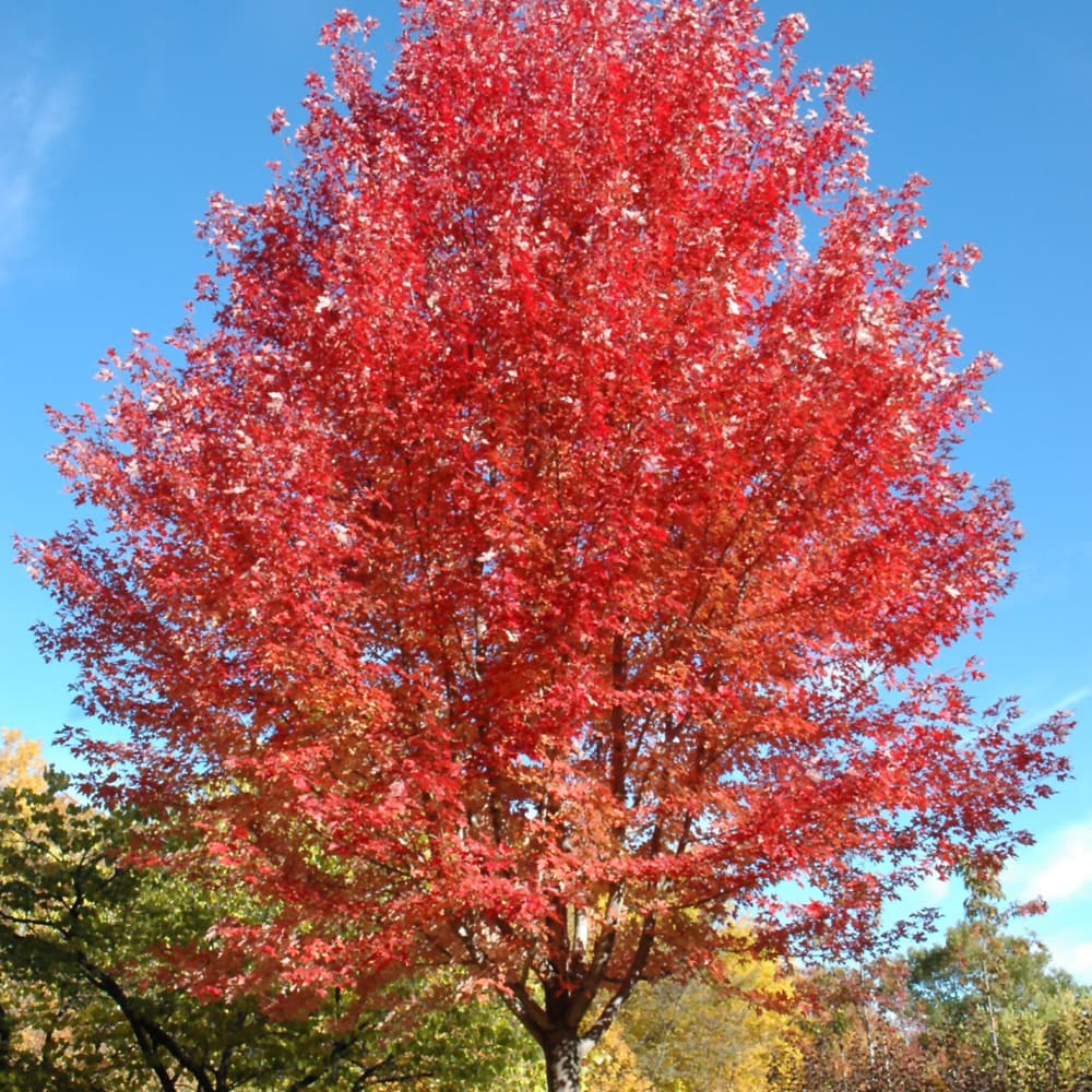 NetPS Plant Finder (www.netpsplantfinder.com)