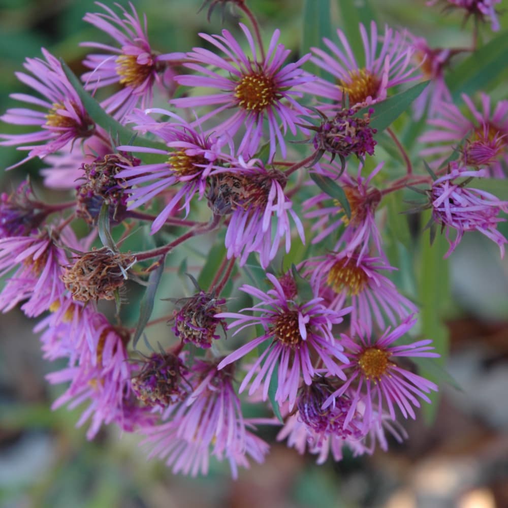NetPS Plant Finder (www.netpsplantfinder.com)