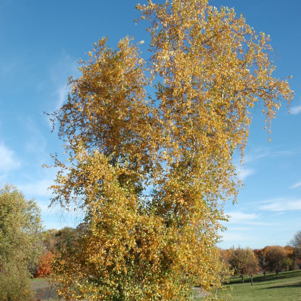 NetPS Plant Finder (www.netpsplantfinder.com)