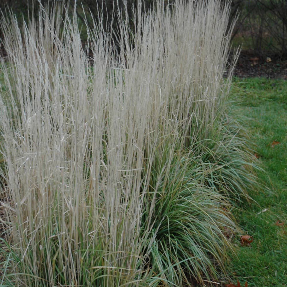 NetPS Plant Finder (www.netpsplantfinder.com)
