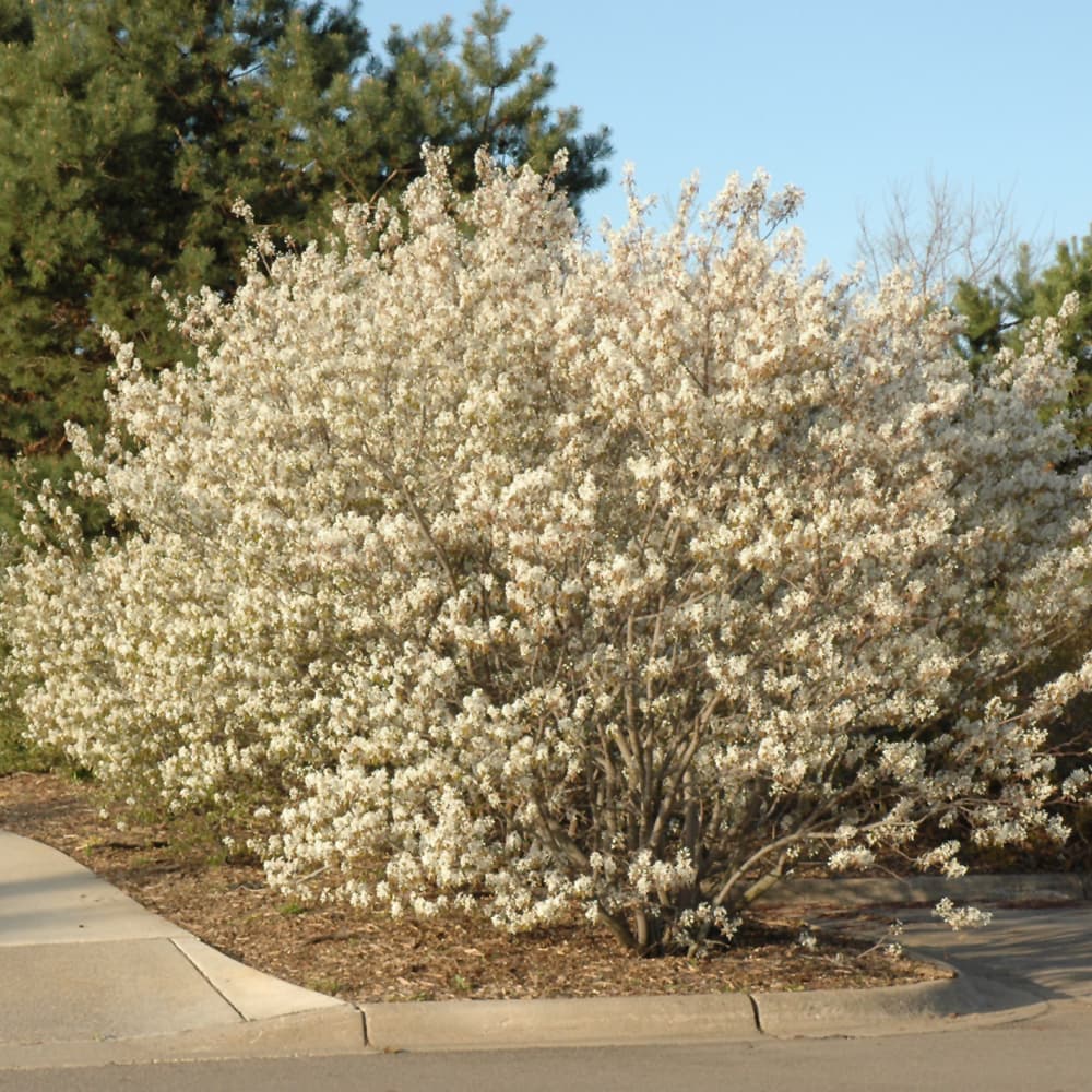 NetPS Plant Finder (www.netpsplantfinder.com)