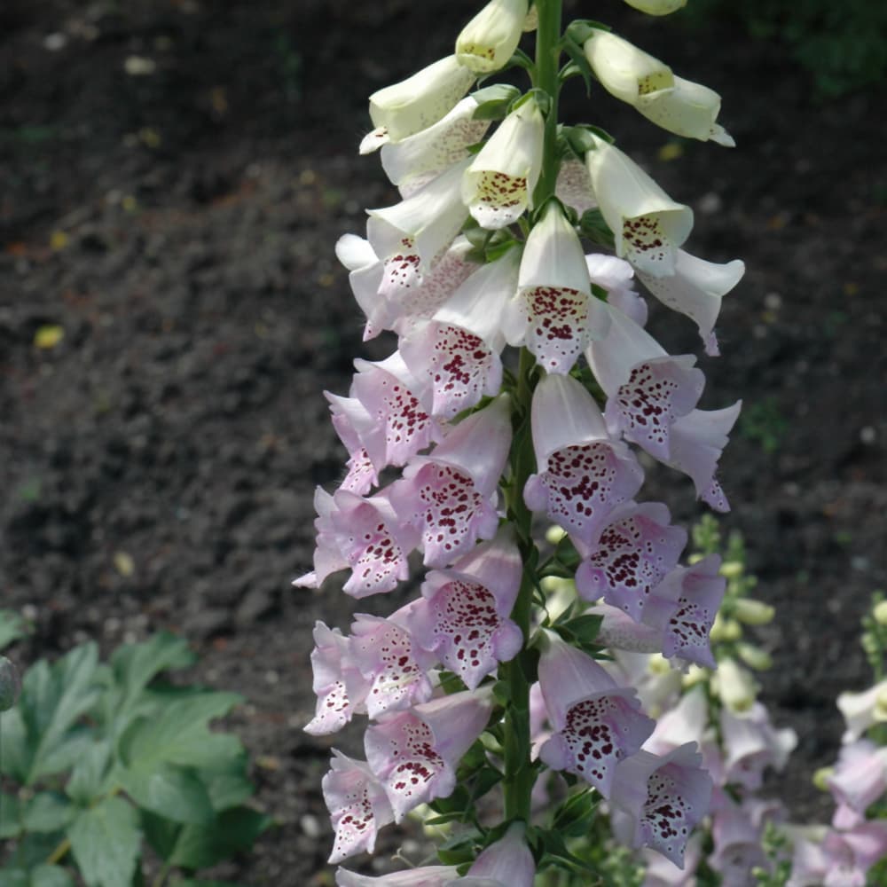 NetPS Plant Finder (www.netpsplantfinder.com)