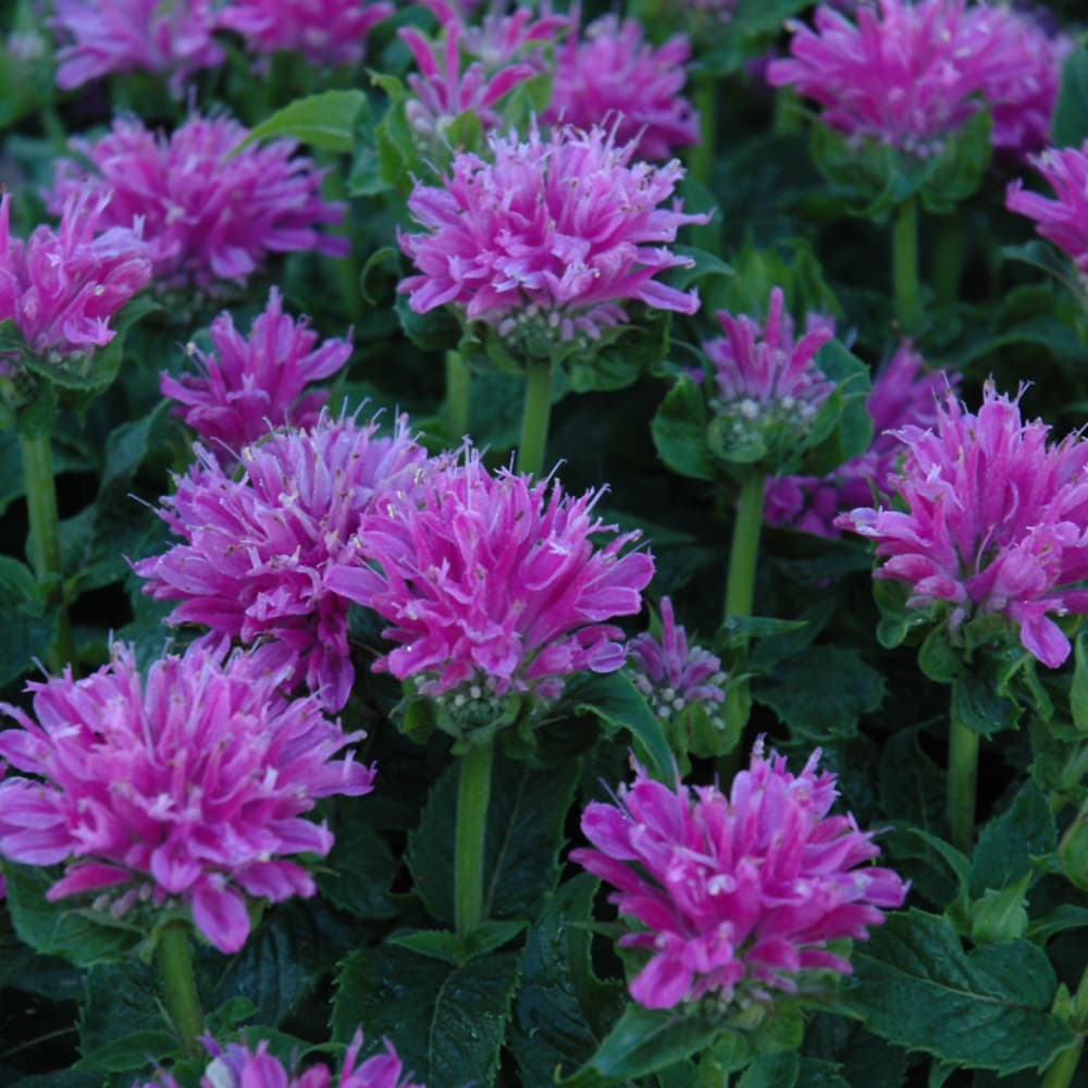 NetPS Plant Finder (www.netpsplantfinder.com)