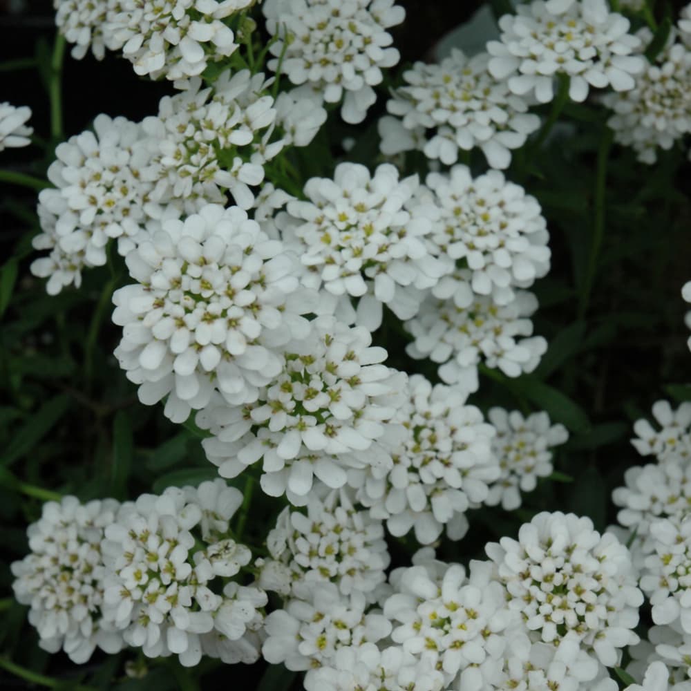 NetPS Plant Finder (www.netpsplantfinder.com)