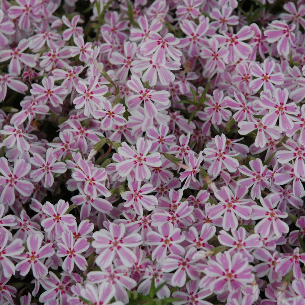 NetPS Plant Finder (www.netpsplantfinder.com)