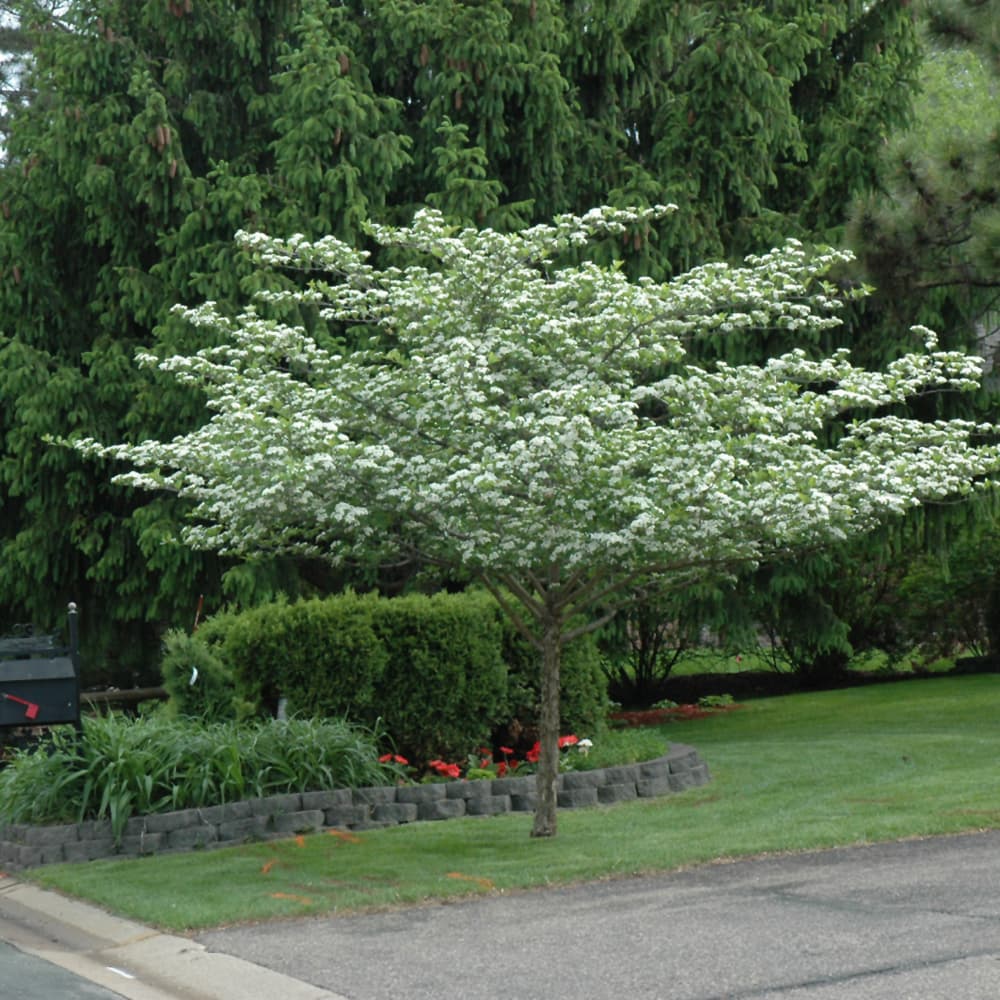 NetPS Plant Finder (www.netpsplantfinder.com)