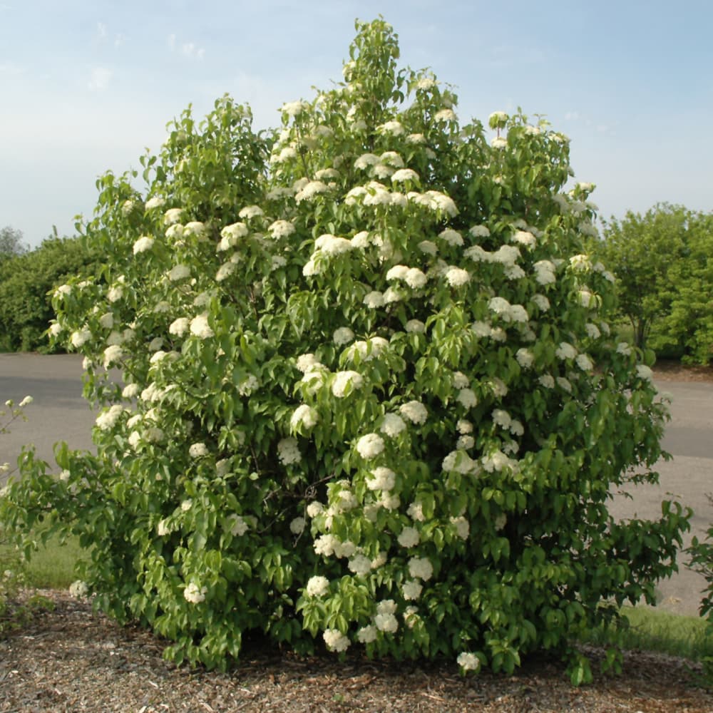 NetPS Plant Finder (www.netpsplantfinder.com)