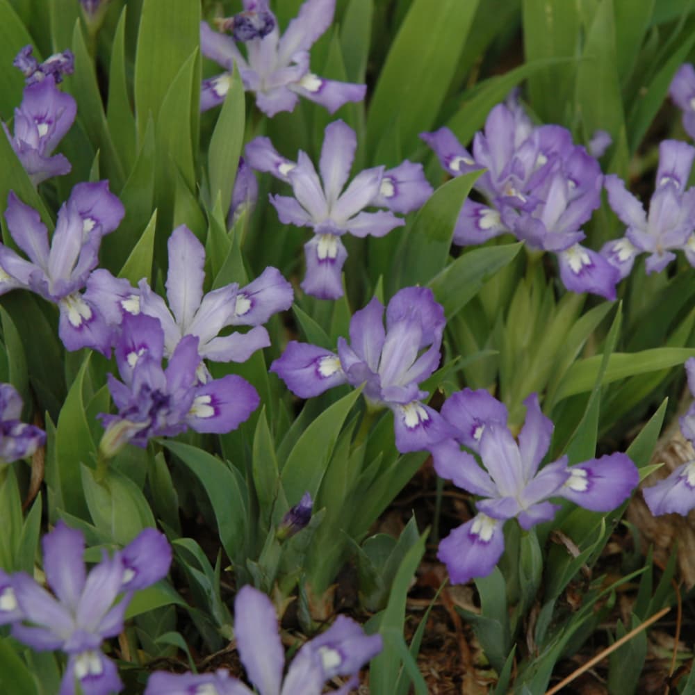 NetPS Plant Finder (www.netpsplantfinder.com)