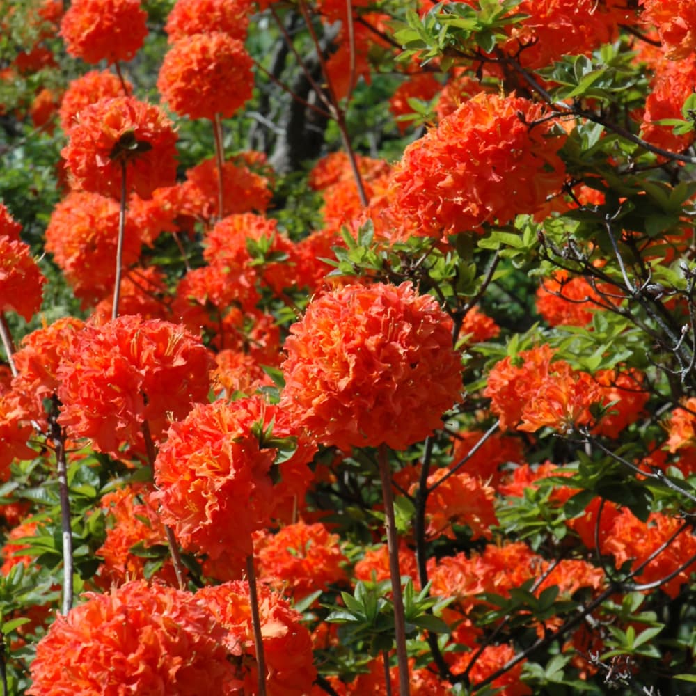 NetPS Plant Finder (www.netpsplantfinder.com)