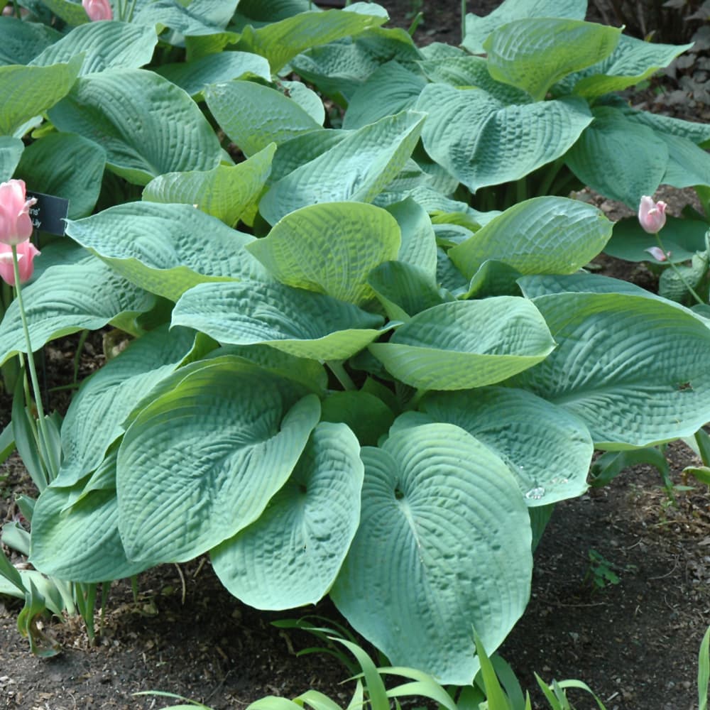 NetPS Plant Finder (www.netpsplantfinder.com)