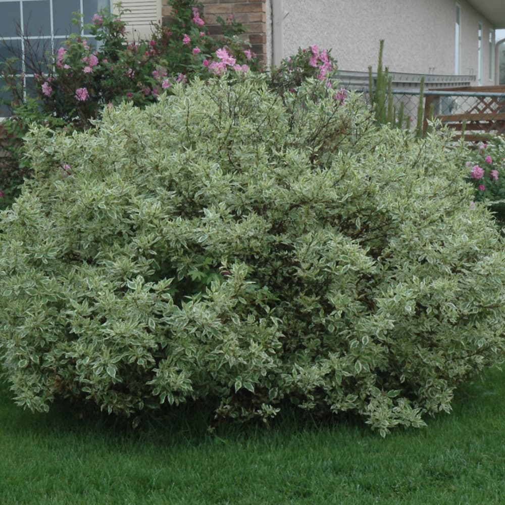 NetPS Plant Finder (www.netpsplantfinder.com)