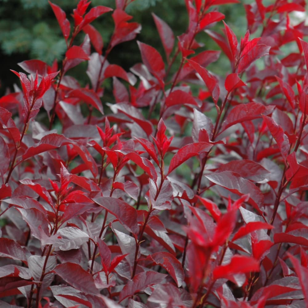 NetPS Plant Finder (www.netpsplantfinder.com)