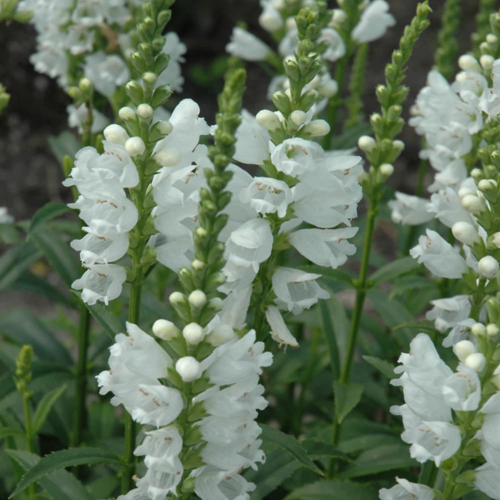 NetPS Plant Finder (www.netpsplantfinder.com)