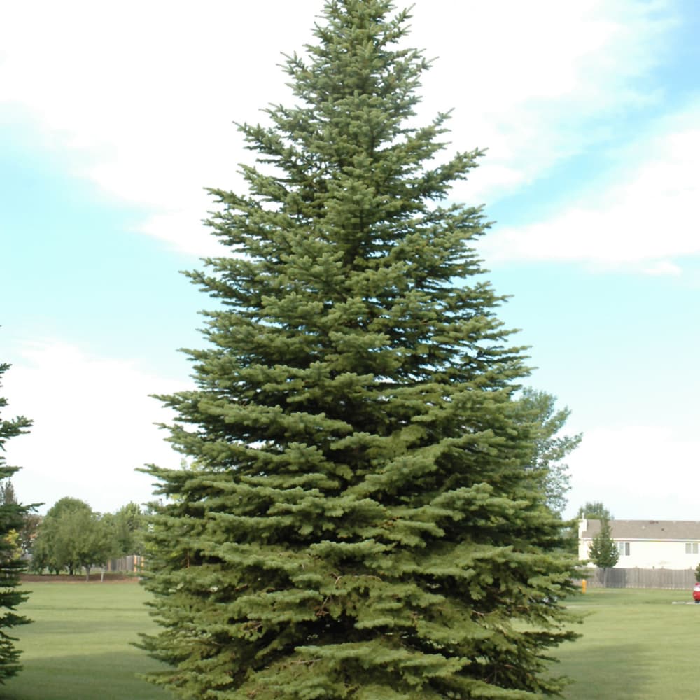 NetPS Plant Finder (www.netpsplantfinder.com)