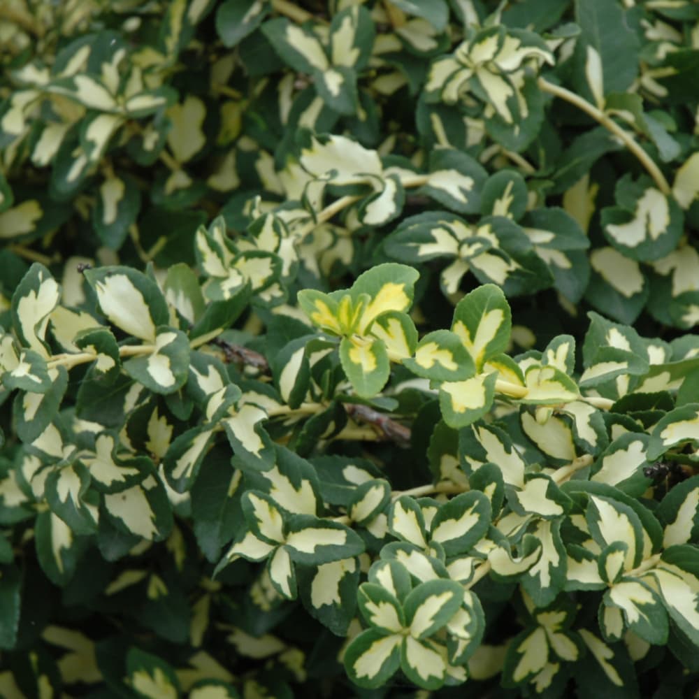 NetPS Plant Finder (www.netpsplantfinder.com)