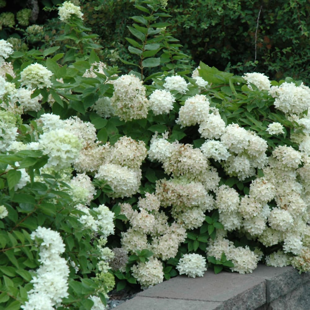 NetPS Plant Finder (www.netpsplantfinder.com)