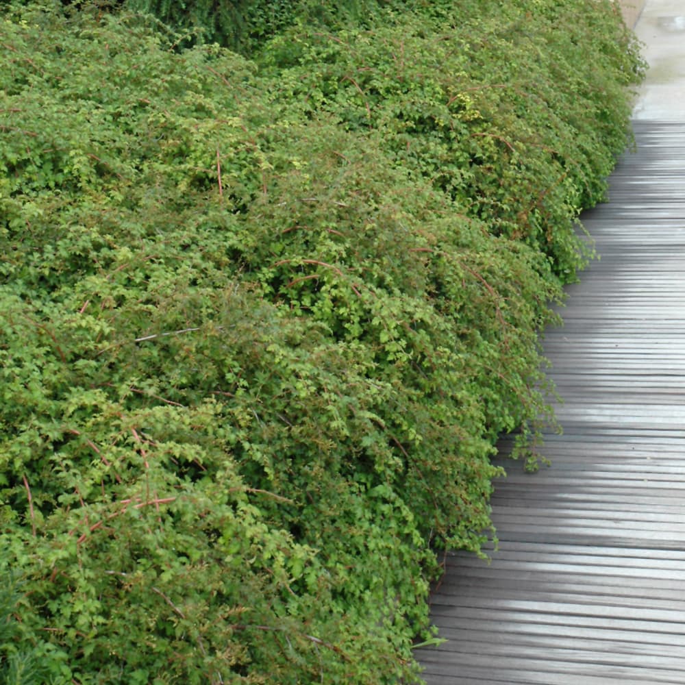 NetPS Plant Finder (www.netpsplantfinder.com)