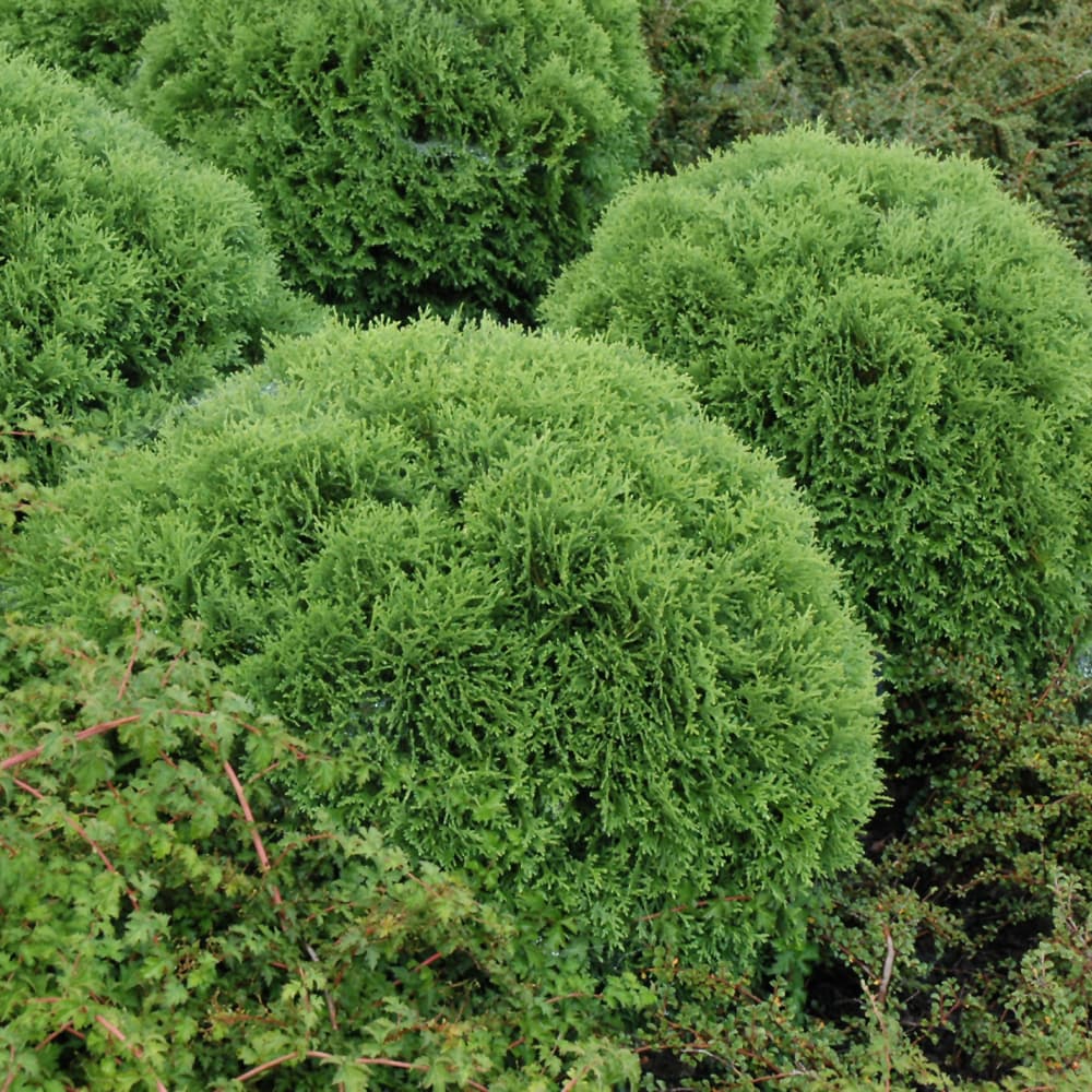 NetPS Plant Finder (www.netpsplantfinder.com)