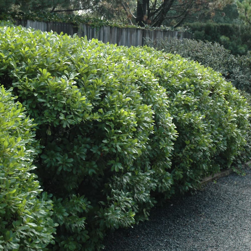 NetPS Plant Finder (www.netpsplantfinder.com)