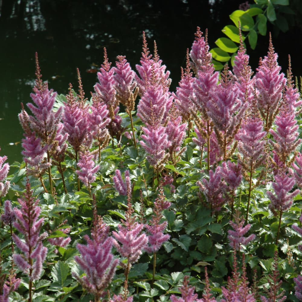 NetPS Plant Finder (www.netpsplantfinder.com)