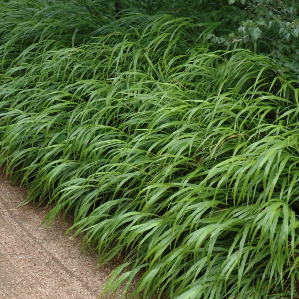 NetPS Plant Finder (www.netpsplantfinder.com)