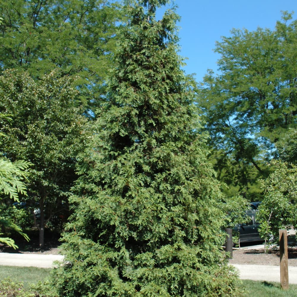 NetPS Plant Finder (www.netpsplantfinder.com)