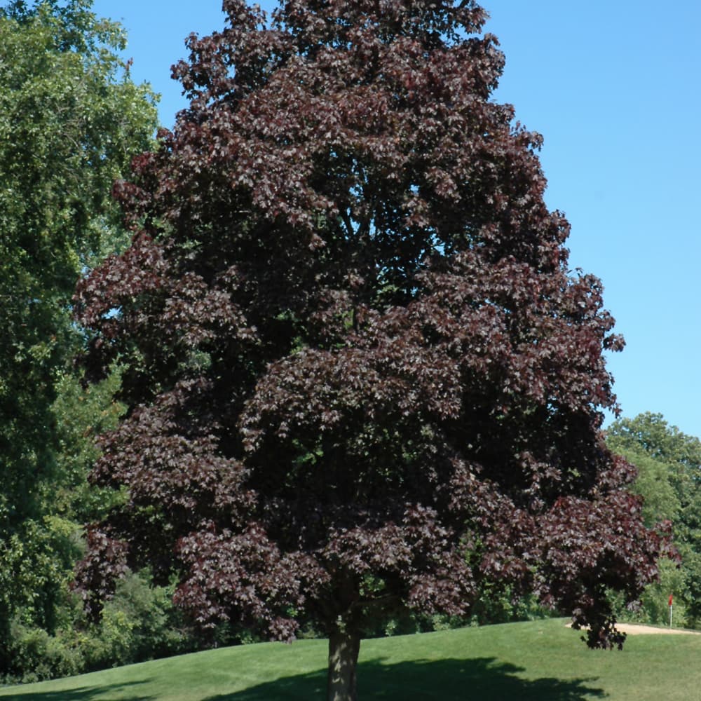 NetPS Plant Finder (www.netpsplantfinder.com)