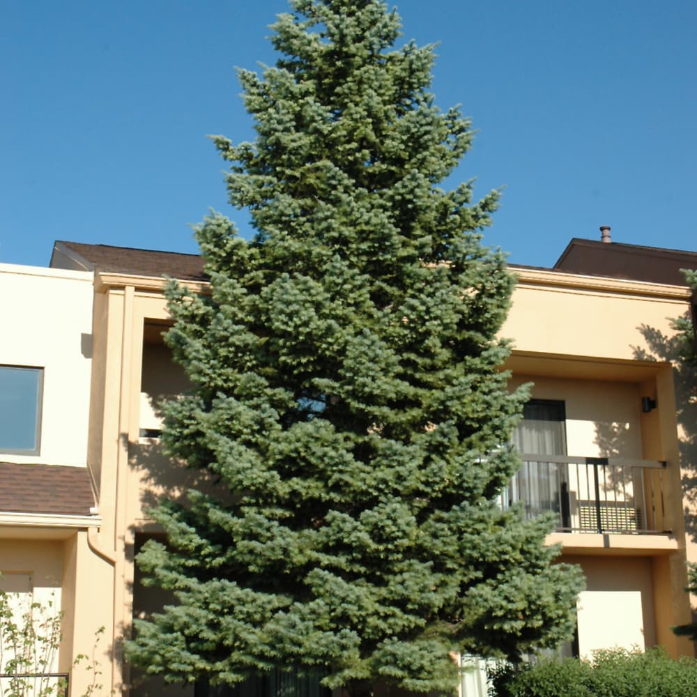 NetPS Plant Finder (www.netpsplantfinder.com)