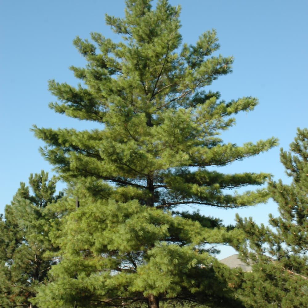 NetPS Plant Finder (www.netpsplantfinder.com)