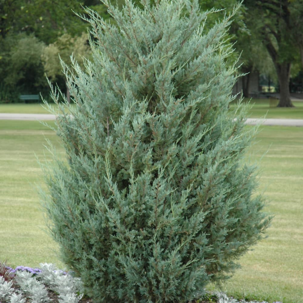 NetPS Plant Finder (www.netpsplantfinder.com)