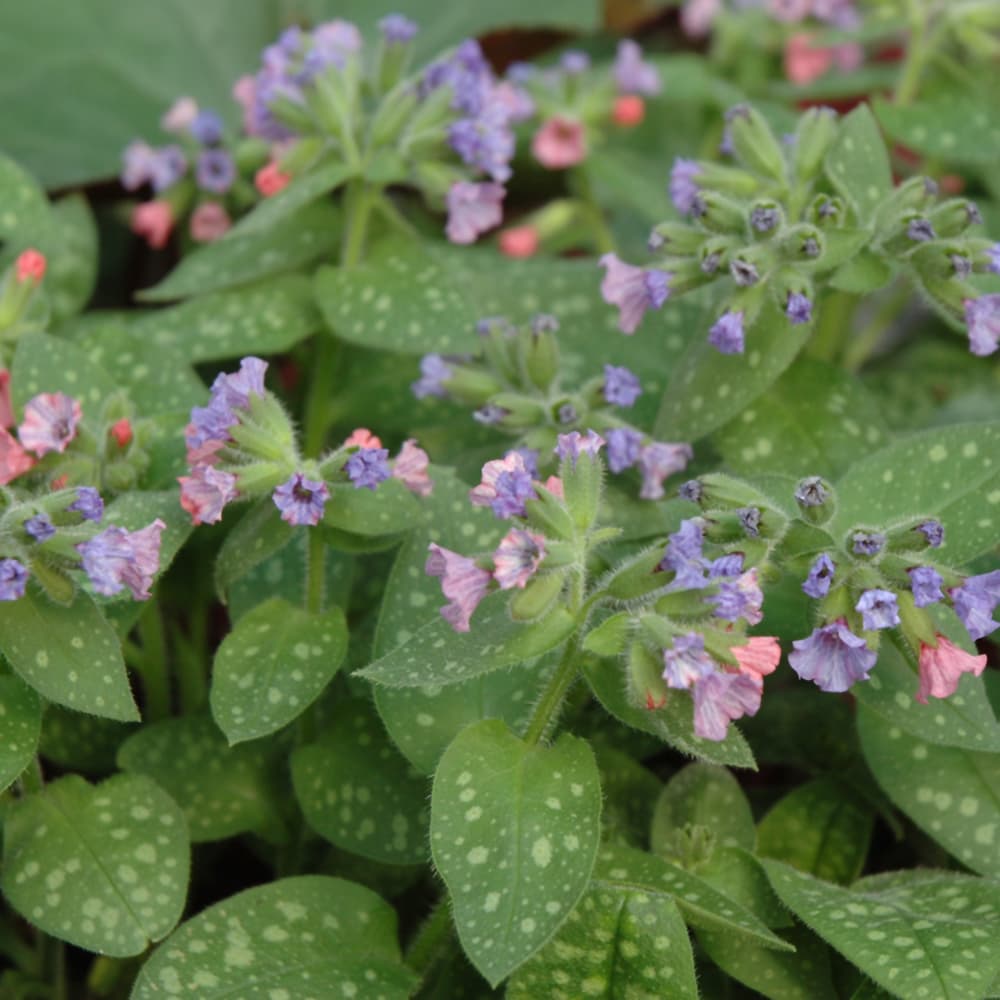 NetPS Plant Finder (www.netpsplantfinder.com)