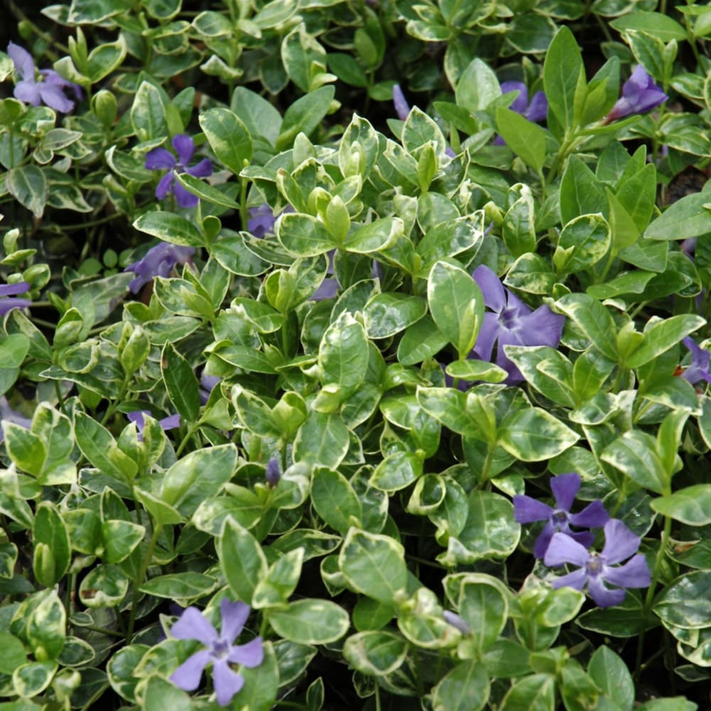 NetPS Plant Finder (www.netpsplantfinder.com)
