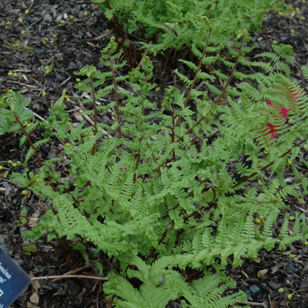 NetPS Plant Finder (www.netpsplantfinder.com)