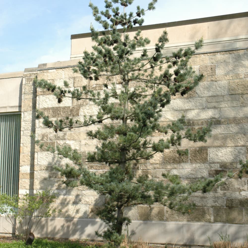 NetPS Plant Finder (www.netpsplantfinder.com)