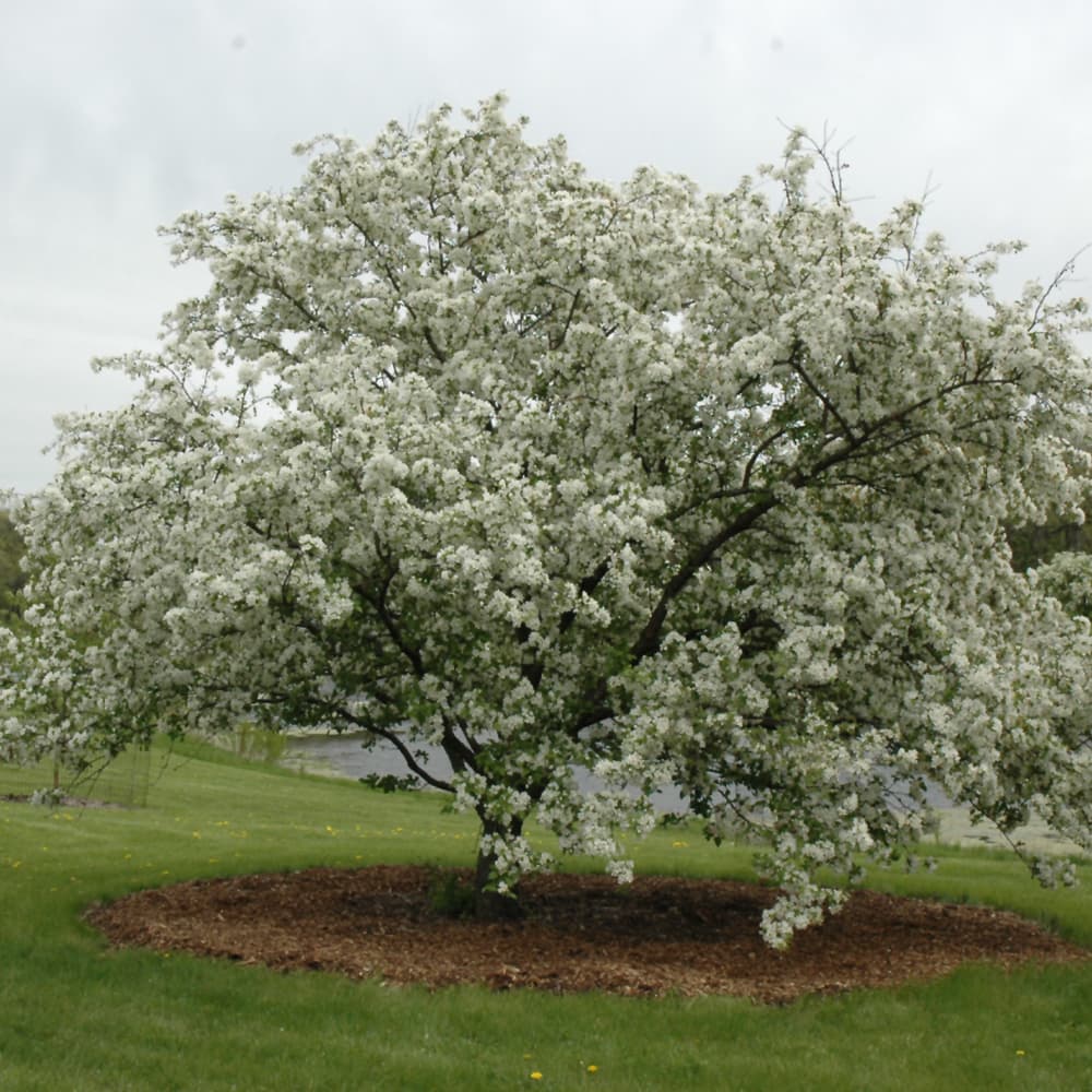 NetPS Plant Finder (www.netpsplantfinder.com)