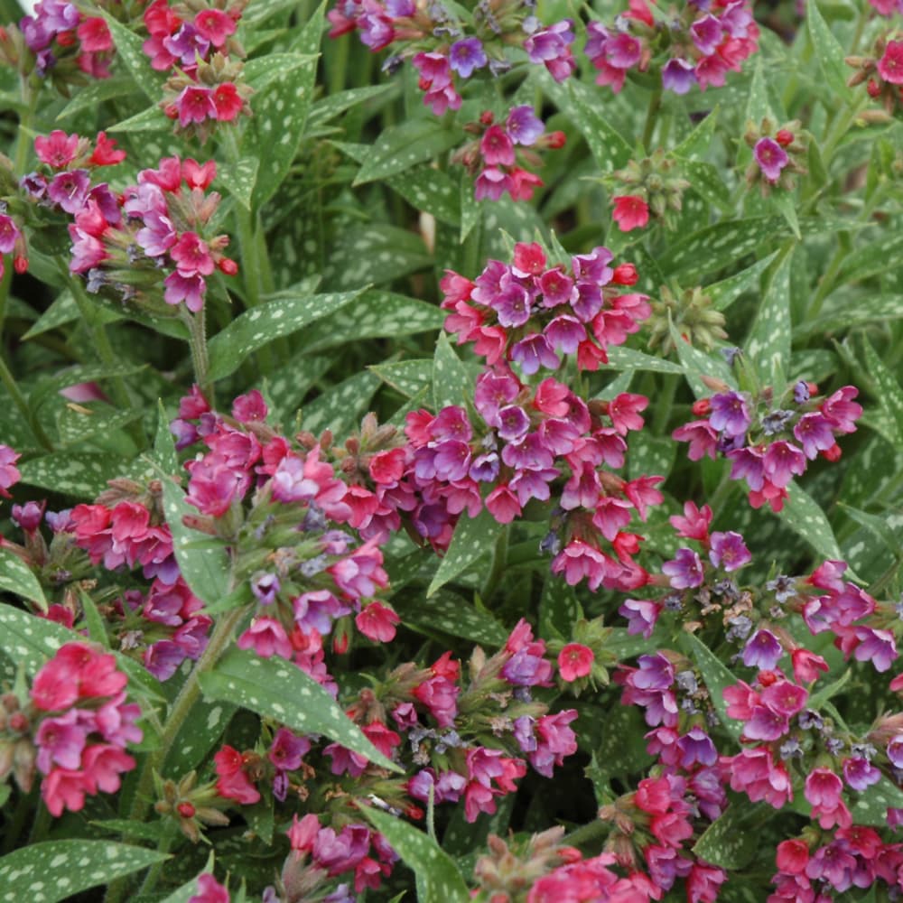 NetPS Plant Finder (www.netpsplantfinder.com)