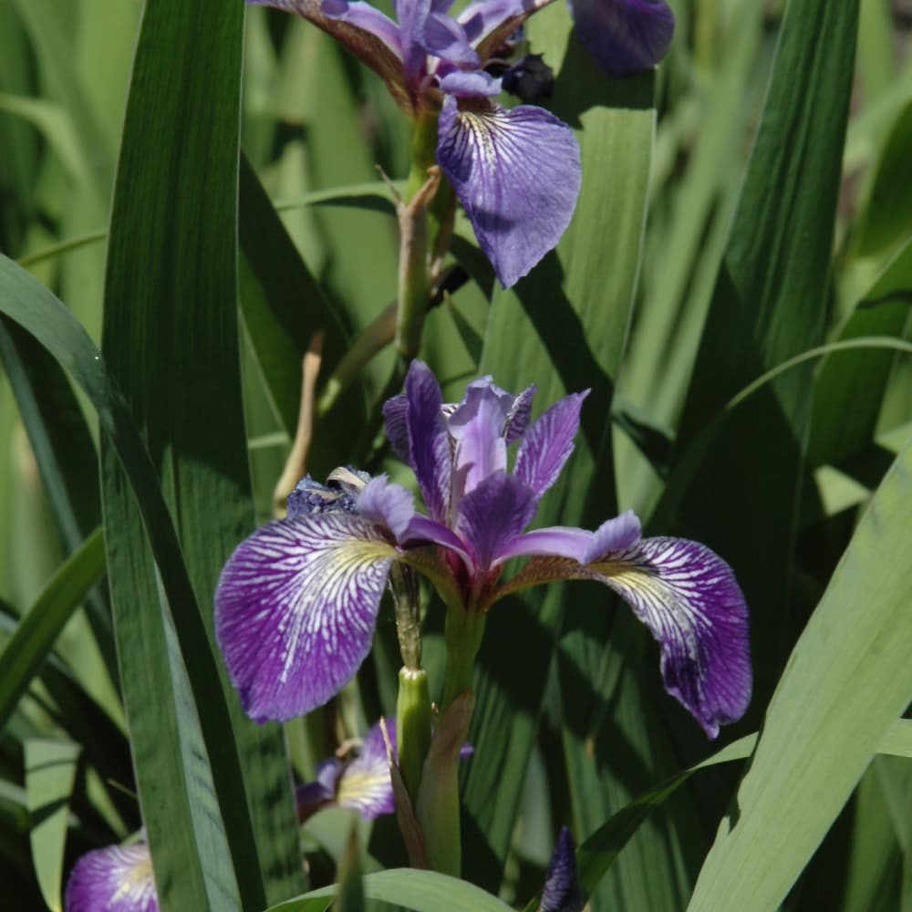 NetPS Plant Finder (www.netpsplantfinder.com)