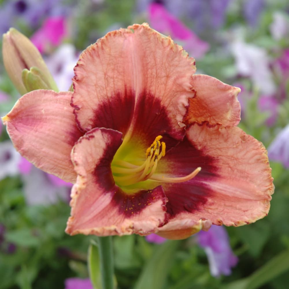 NetPS Plant Finder (www.netpsplantfinder.com)