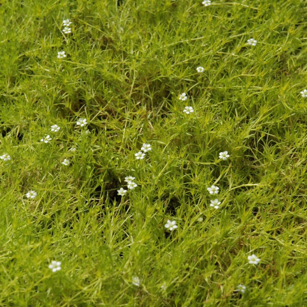 NetPS Plant Finder (www.netpsplantfinder.com)