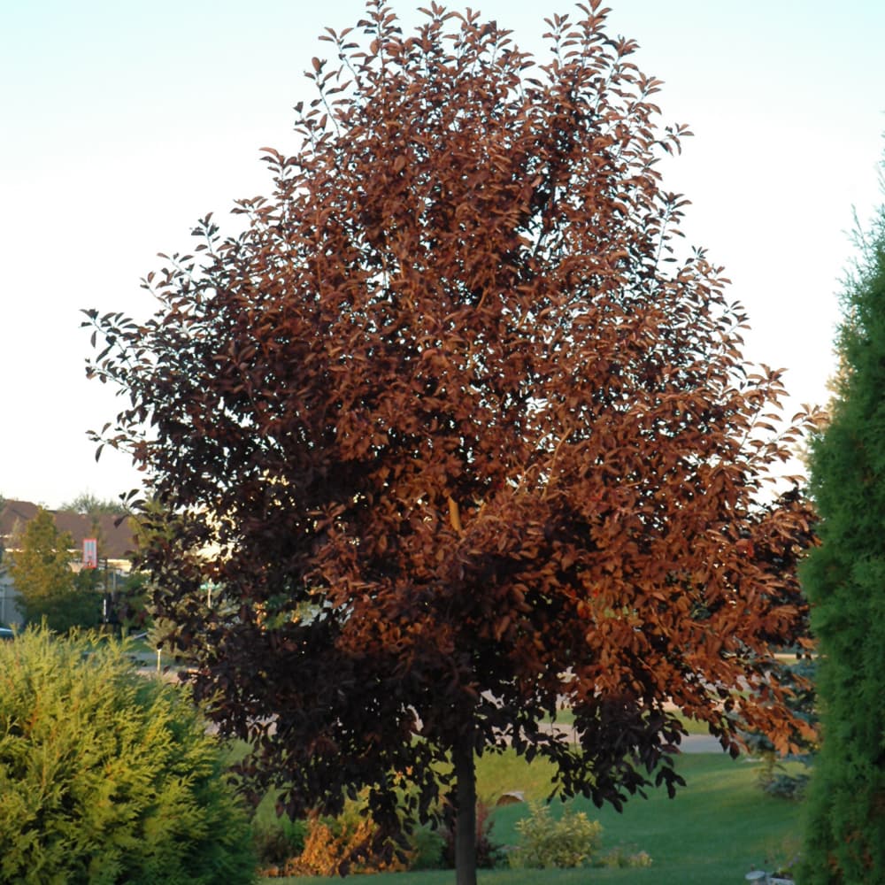 NetPS Plant Finder (www.netpsplantfinder.com)