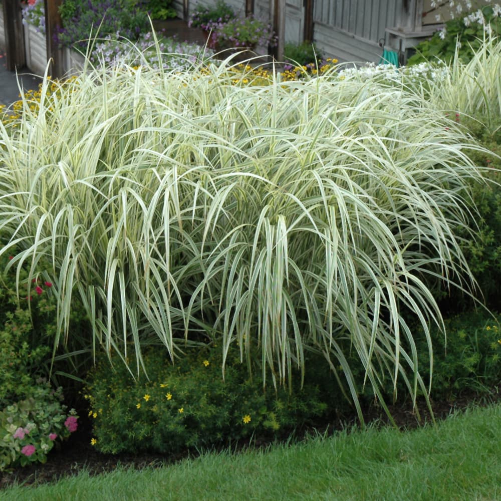 NetPS Plant Finder (www.netpsplantfinder.com)