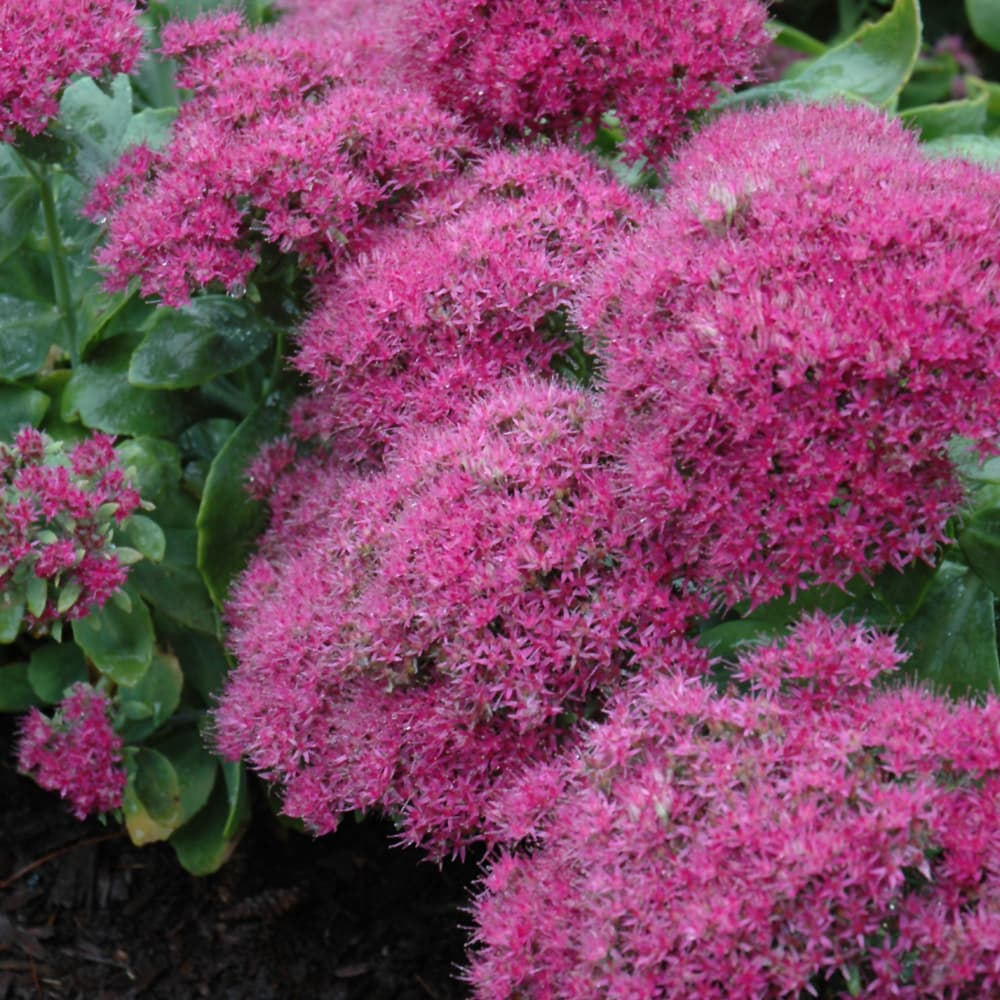 NetPS Plant Finder (www.netpsplantfinder.com)