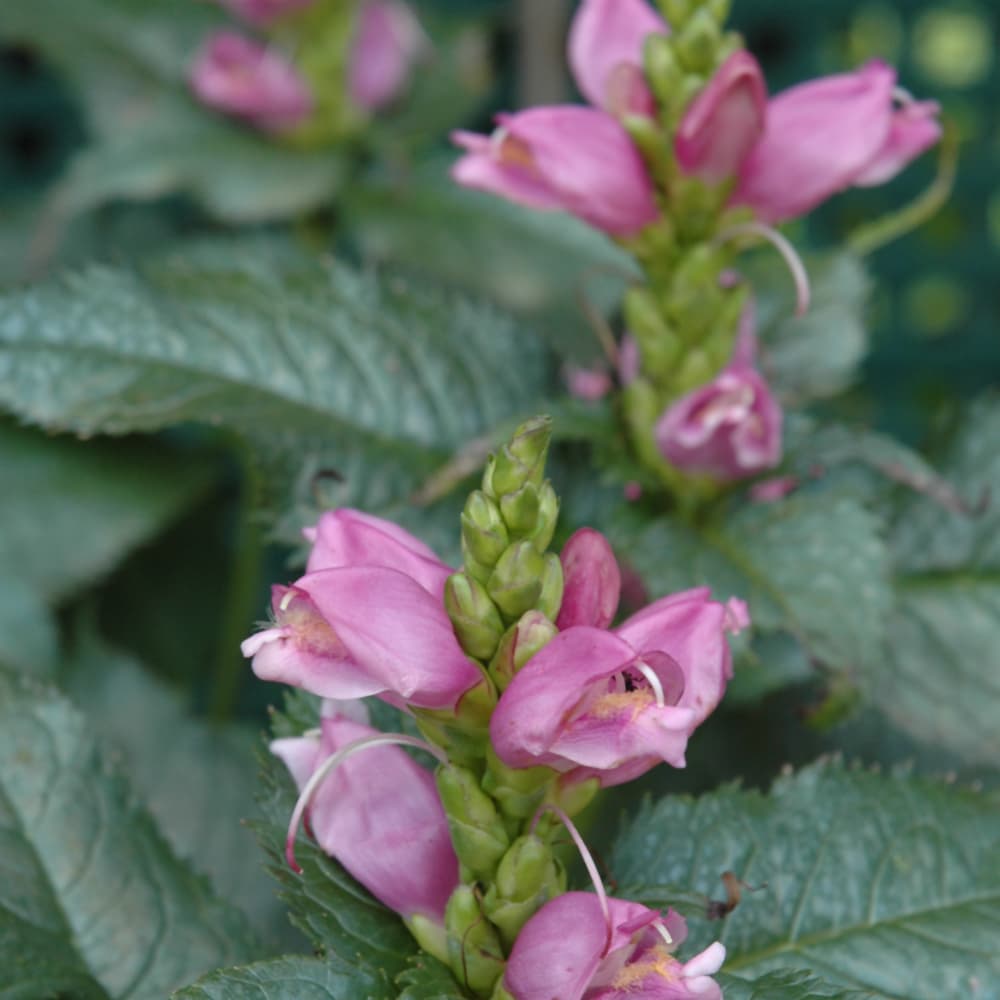 NetPS Plant Finder (www.netpsplantfinder.com)