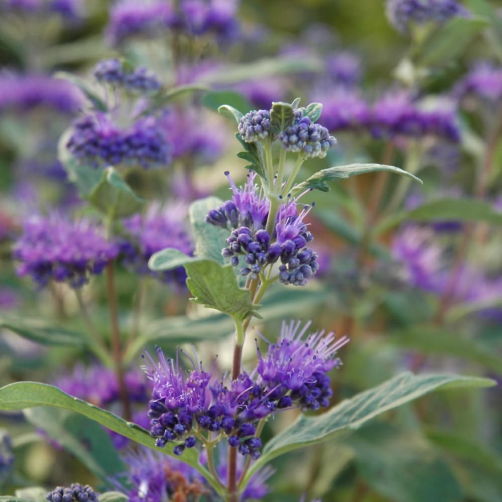 NetPS Plant Finder (www.netpsplantfinder.com)