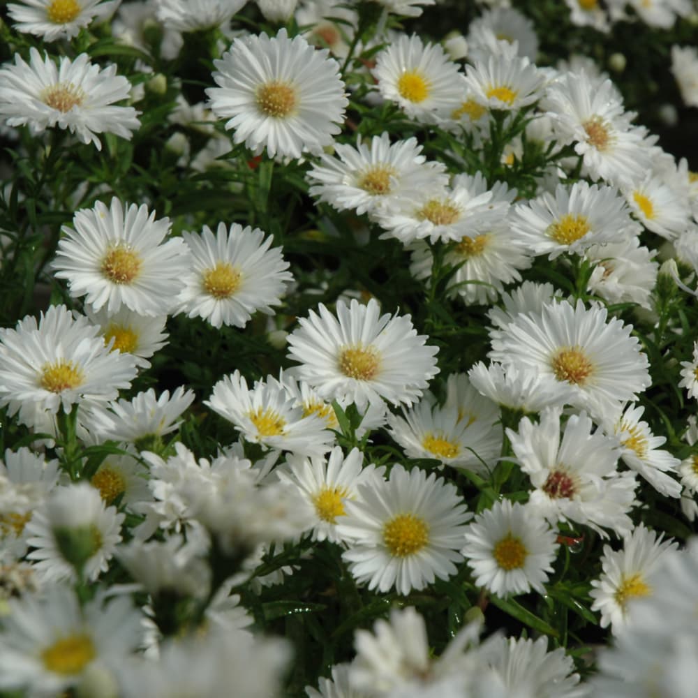 NetPS Plant Finder (www.netpsplantfinder.com)