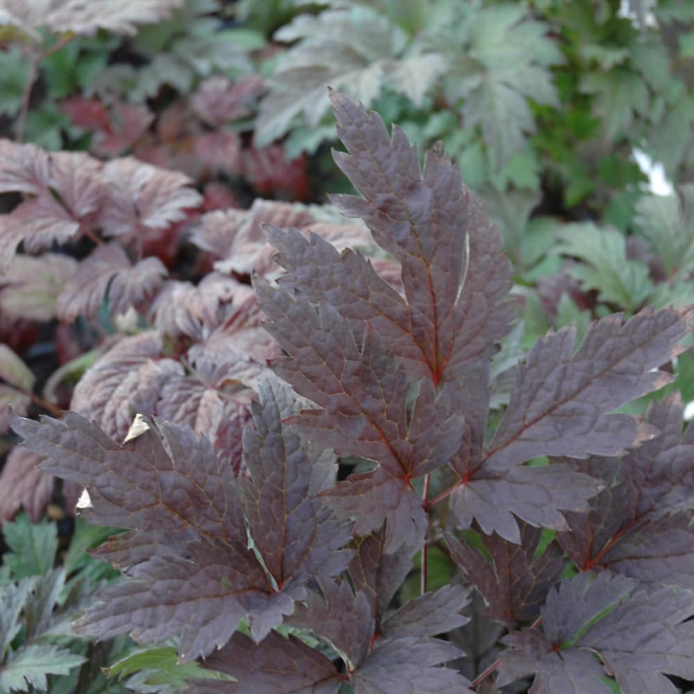 NetPS Plant Finder (www.netpsplantfinder.com)