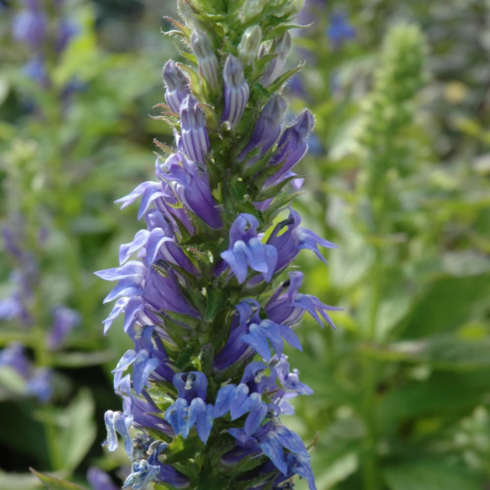 NetPS Plant Finder (www.netpsplantfinder.com)