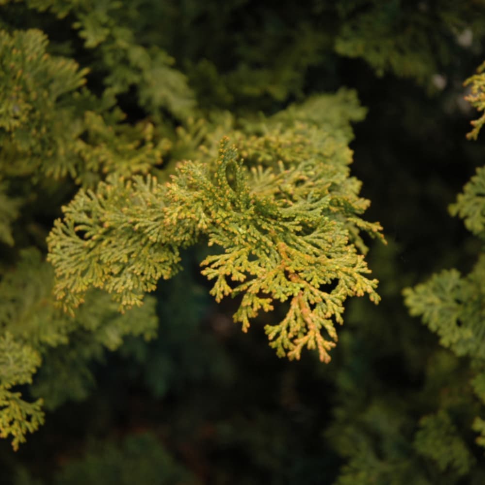 NetPS Plant Finder (www.netpsplantfinder.com)