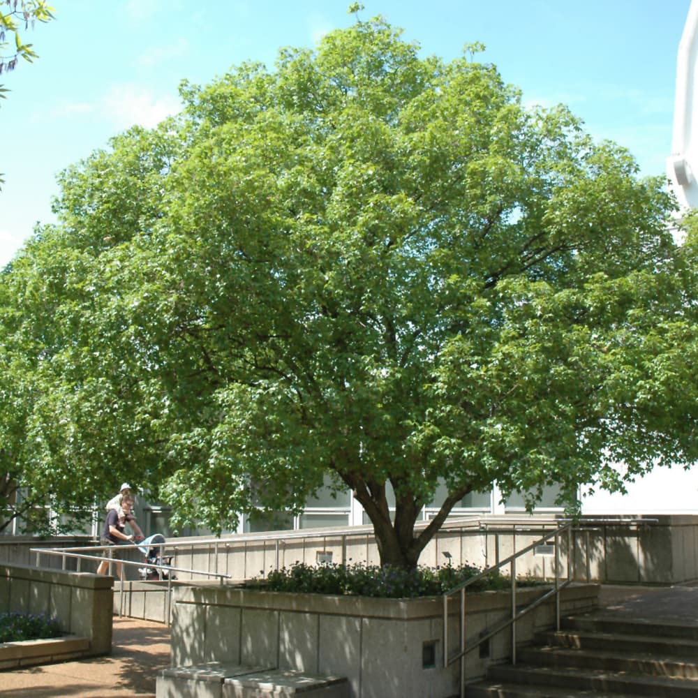 NetPS Plant Finder (www.netpsplantfinder.com)