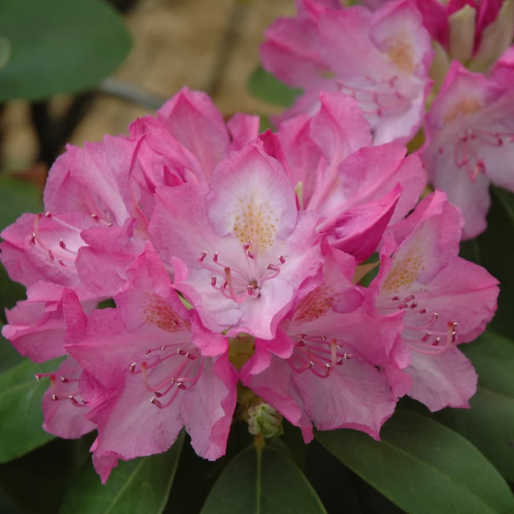 NetPS Plant Finder (www.netpsplantfinder.com)